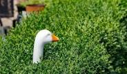 If Santa Were A Bird: The Rise and Fall of the Ceramic Porch Goose
