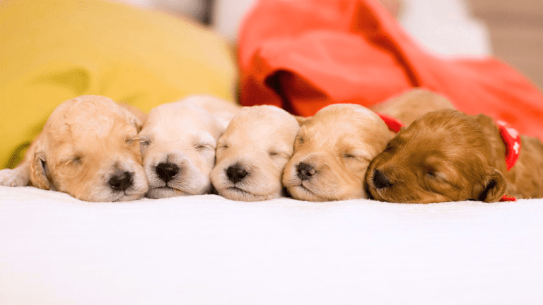 National Puppy Day's Paw-sitive Impact